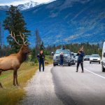 Jasper, Alberta, Canada - September 23, 2021 : Tourists Photogra
