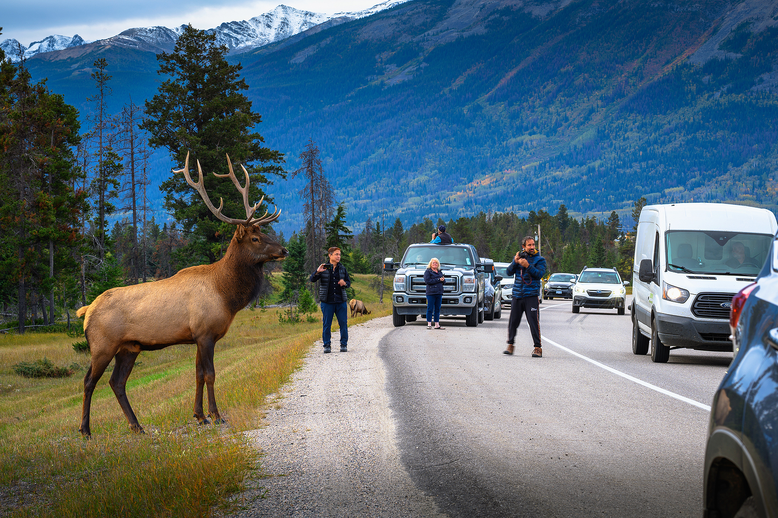 Deer We Go: How Best To Avoid Awful Accidents With Antlers Attached