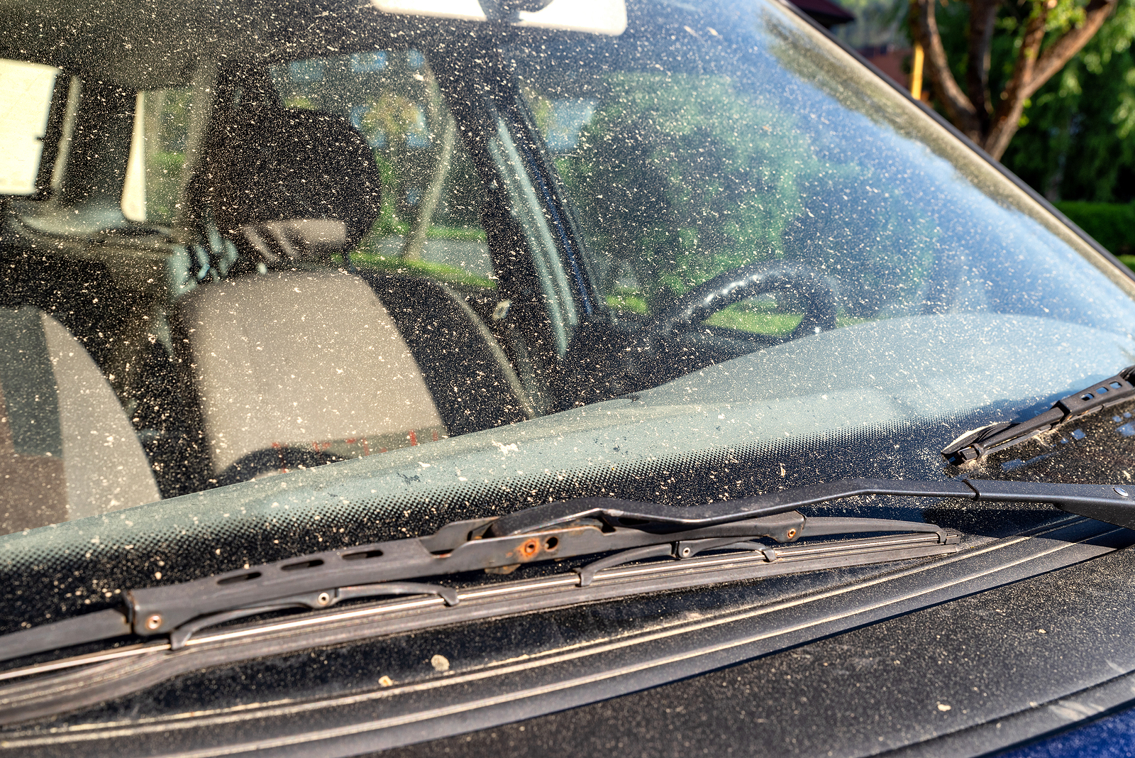 Allergy season. Car windshield covered by tree pollen in spring.